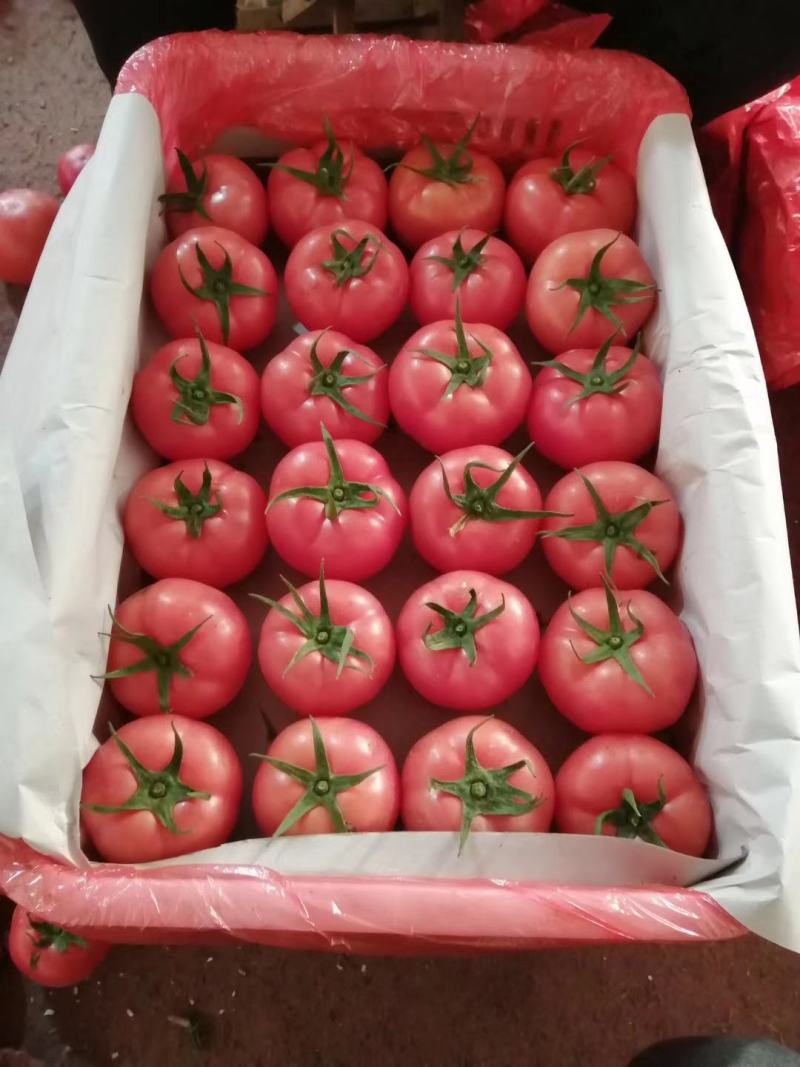 【精品】硬粉西红柿，个头均匀，量大优先，电话联系更优惠！