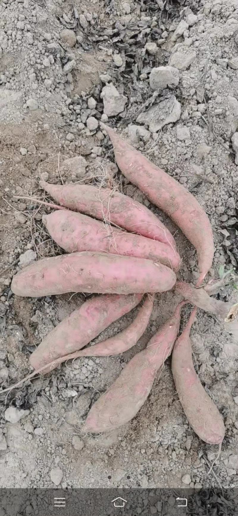 隆尧县红薯