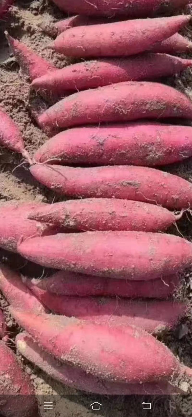 隆尧县红薯