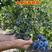 山东蓝莓苗薄雾蓝莓树1～8年老桩基地现挖品种全南北方种植