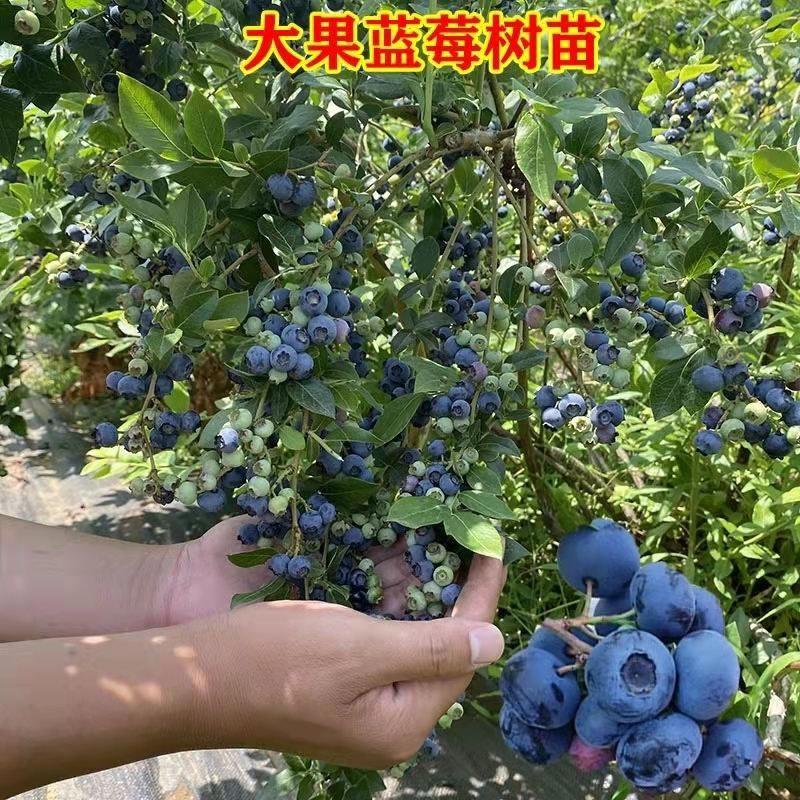 山东蓝莓苗薄雾蓝莓树1～8年老桩基地现挖品种全南北方种植