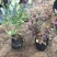 山东蓝莓苗薄雾蓝莓树1～8年老桩基地现挖品种全南北方种植