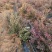 山东蓝莓苗薄雾蓝莓树1～8年老桩基地现挖品种全南北方种植