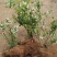 山东蓝莓苗薄雾蓝莓树1～8年老桩基地现挖品种全南北方种植