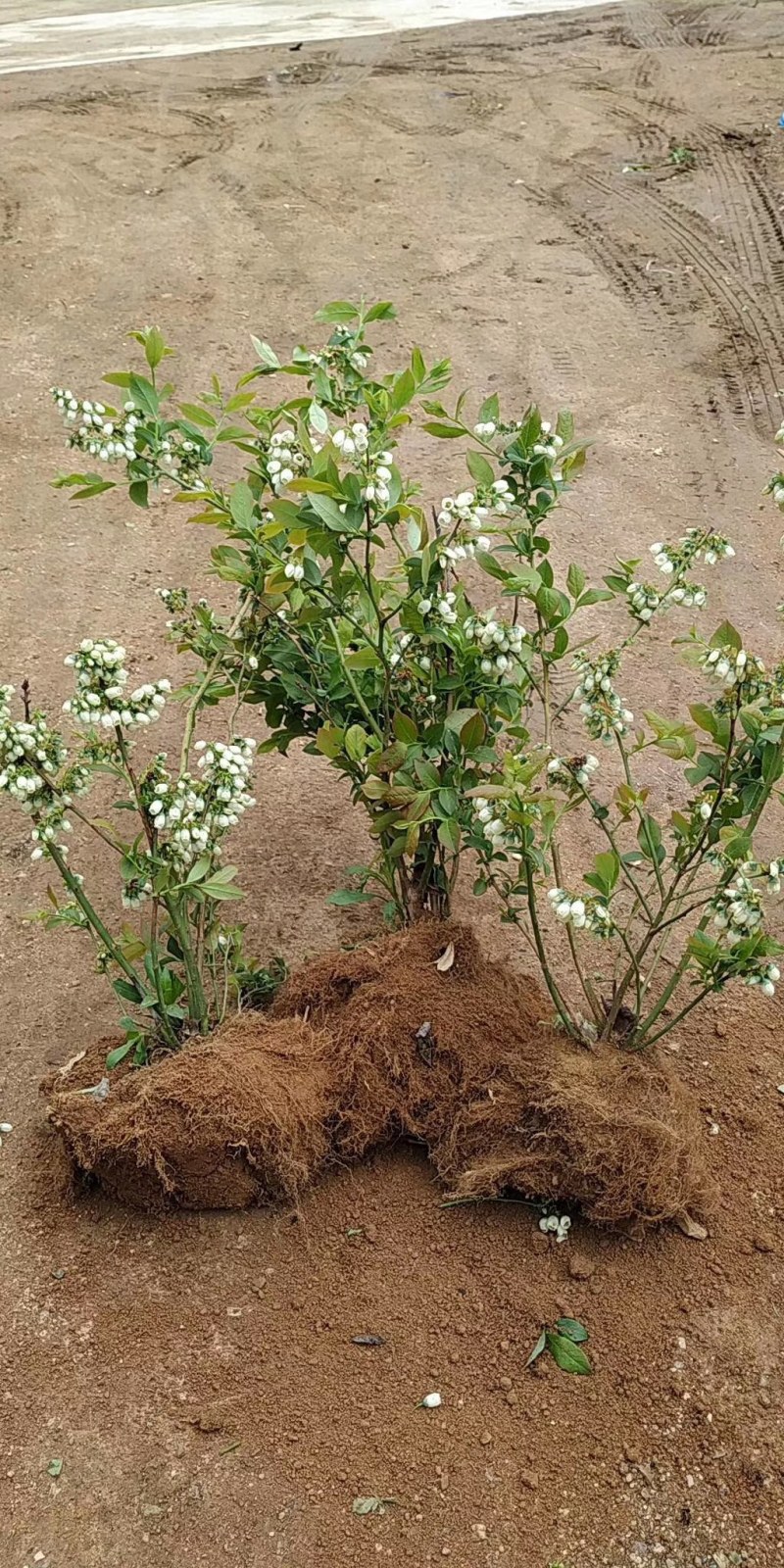 山东蓝莓苗薄雾蓝莓树1～8年老桩基地现挖品种全南北方种植