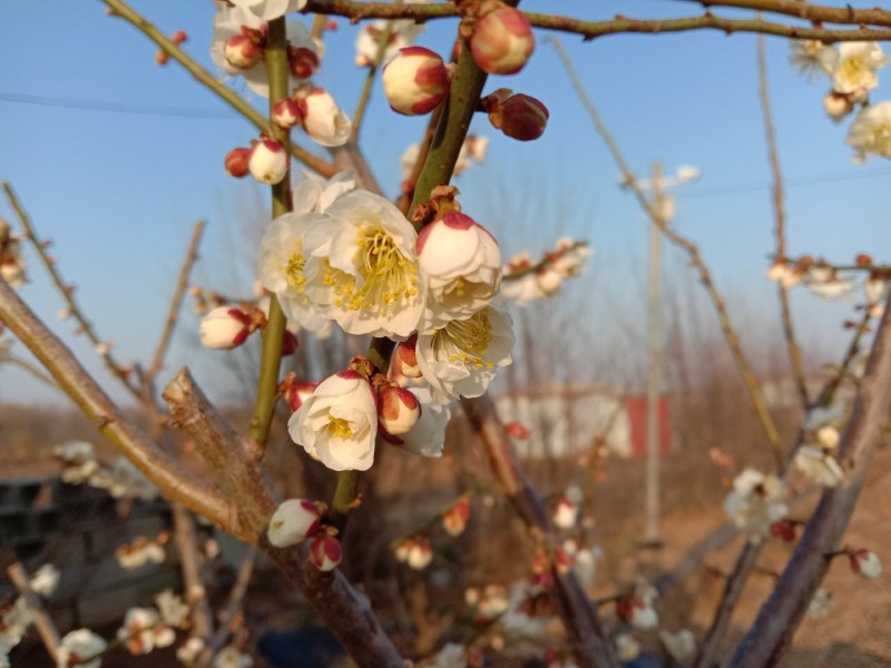 梅花盆栽