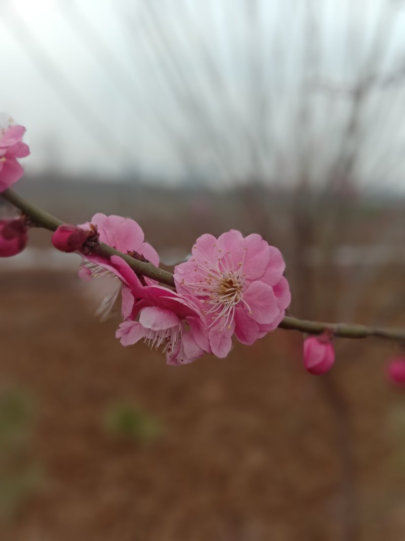 梅花盆栽