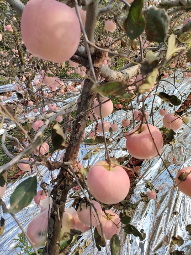 大量红富士苹果上市