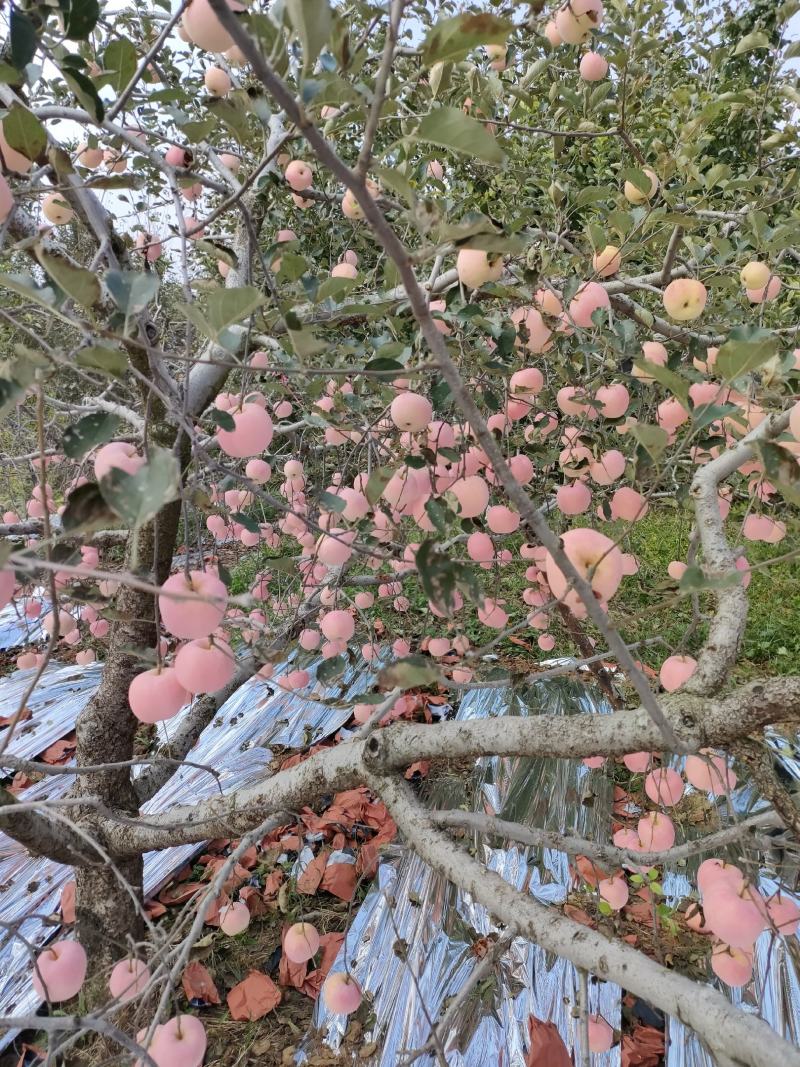 大量红富士苹果上市