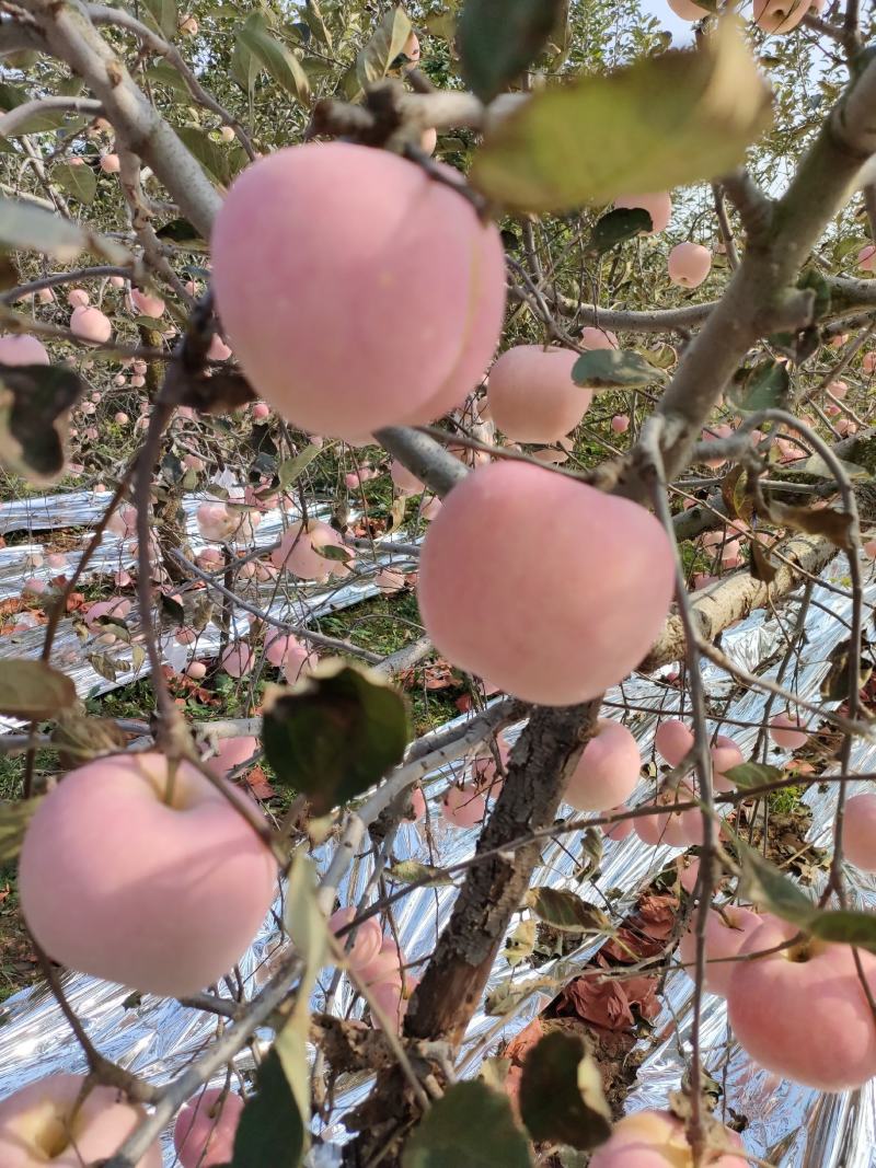 大量红富士苹果上市
