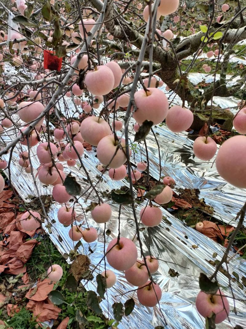 大量红富士苹果上市