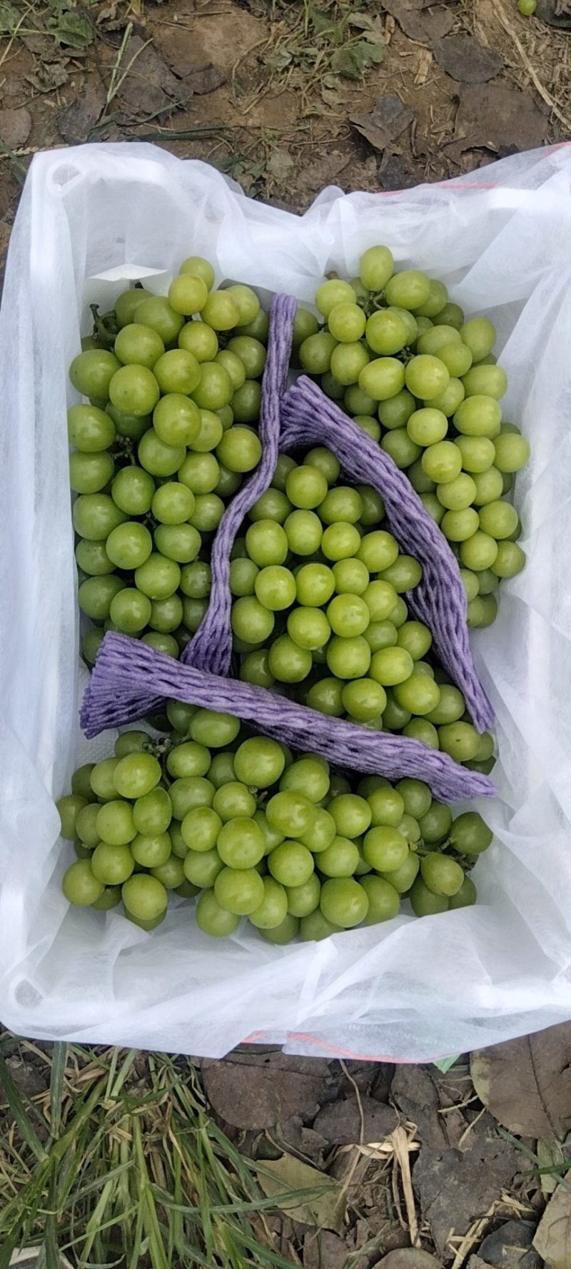 精品阳光玫瑰葡萄大量上市中，产地直发，量大从优，欢迎咨询