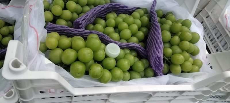精品阳光玫瑰葡萄大量上市中，产地直发，量大从优，欢迎咨询
