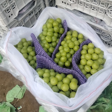 精品阳光玫瑰葡萄大量上市中，产地直发，量大从优，欢迎咨询