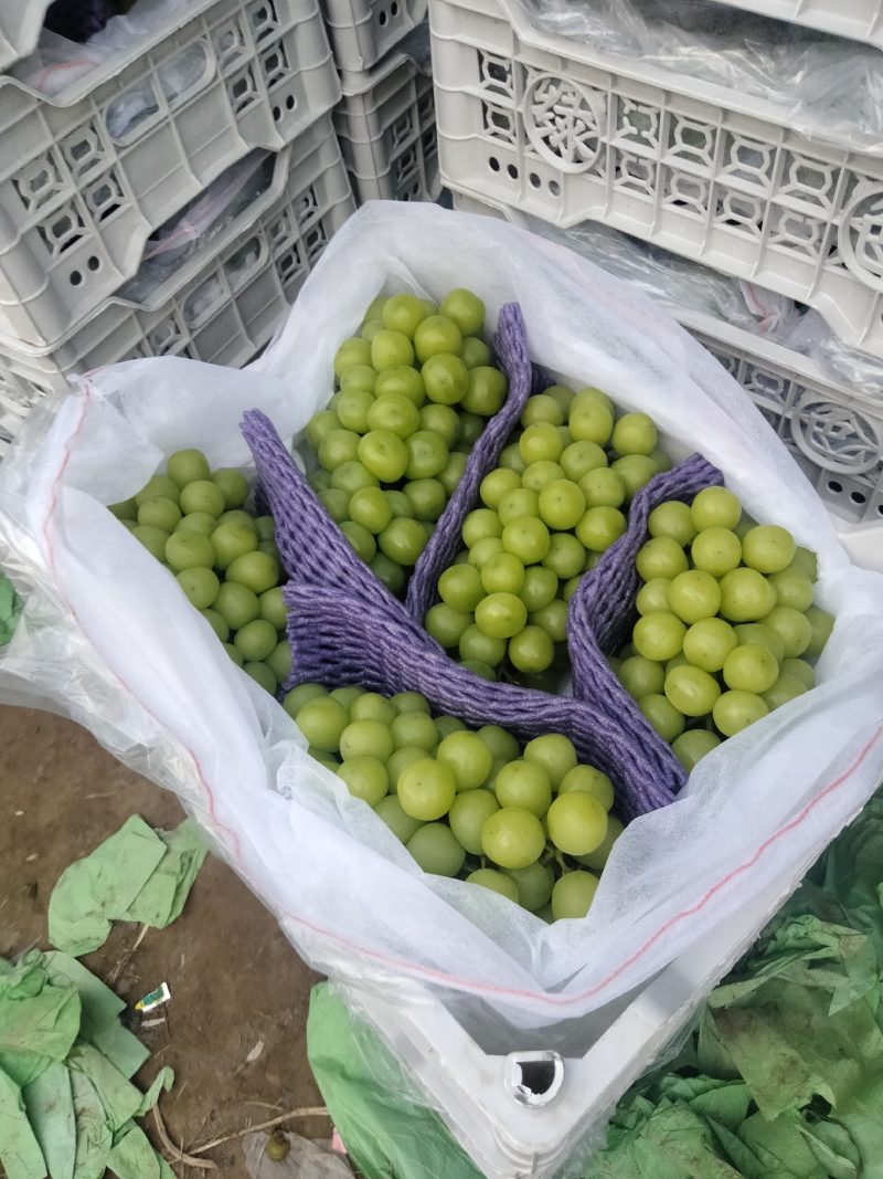 精品阳光玫瑰葡萄大量上市中，产地直发，量大从优，欢迎咨询