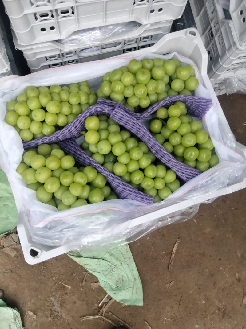 精品阳光玫瑰葡萄大量上市中，产地直发，量大从优，欢迎咨询