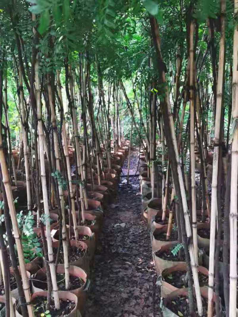 清香木