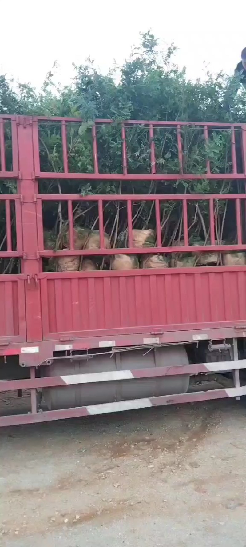 清香木