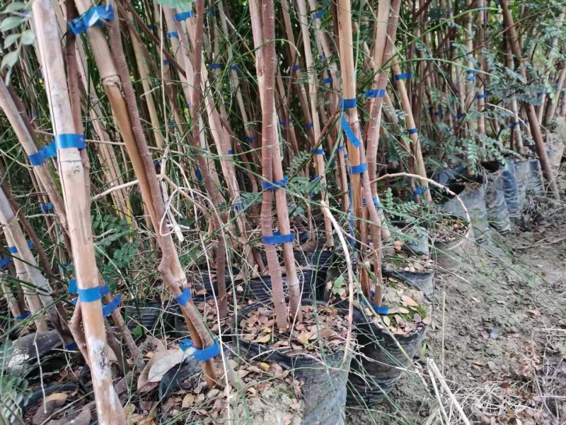 清香木