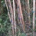 清香木