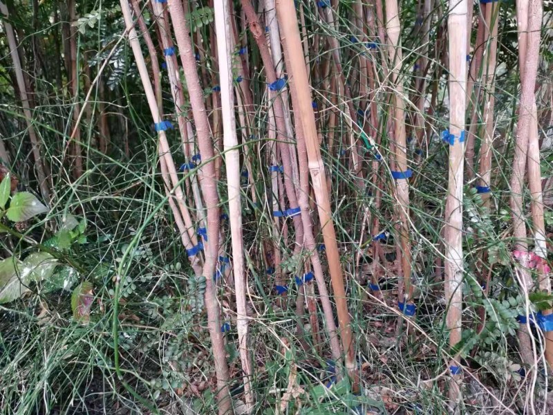清香木