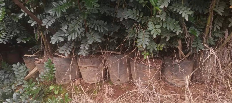 清香木