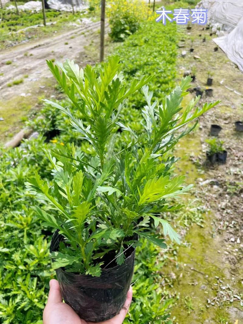 木春菊