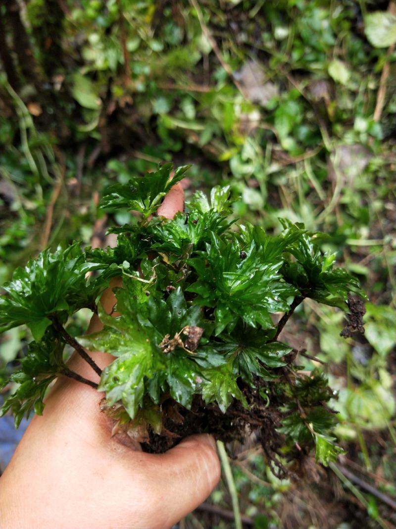 回心草野生回心草大山一手货源正品保证包邮无根无泥
