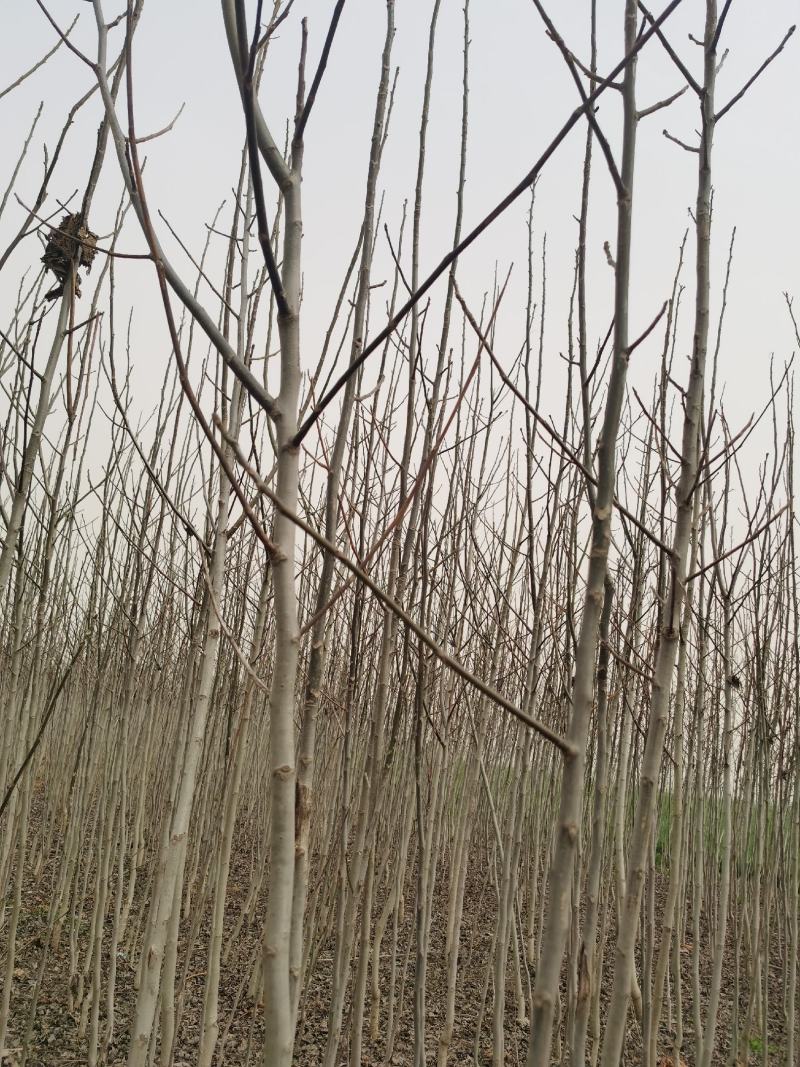 核桃树苗起发规格齐全河南核桃苗基地供货价格优惠