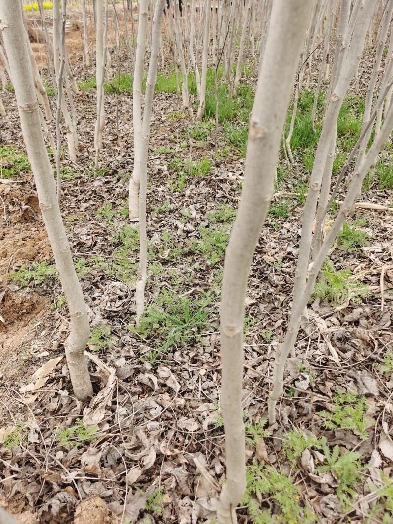 核桃树苗起发规格齐全河南核桃苗基地供货价格优惠