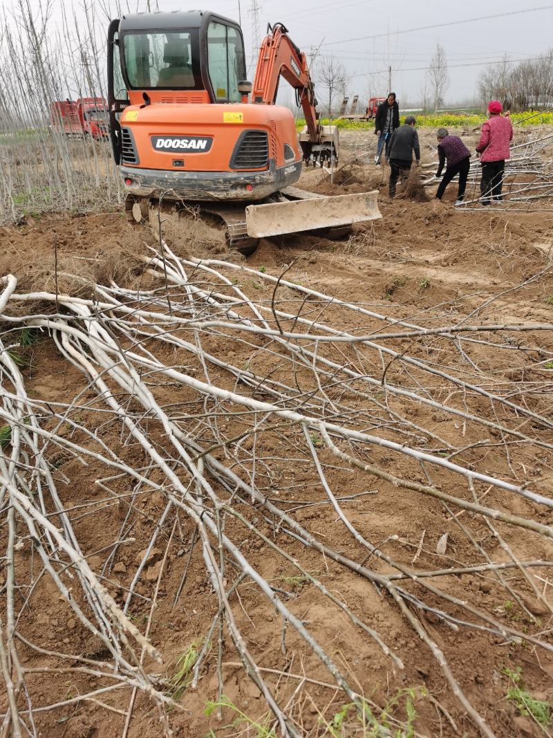 核桃树苗起发规格齐全河南核桃苗基地供货价格优惠