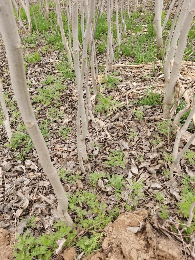 核桃树苗起发规格齐全河南核桃苗基地供货价格优惠