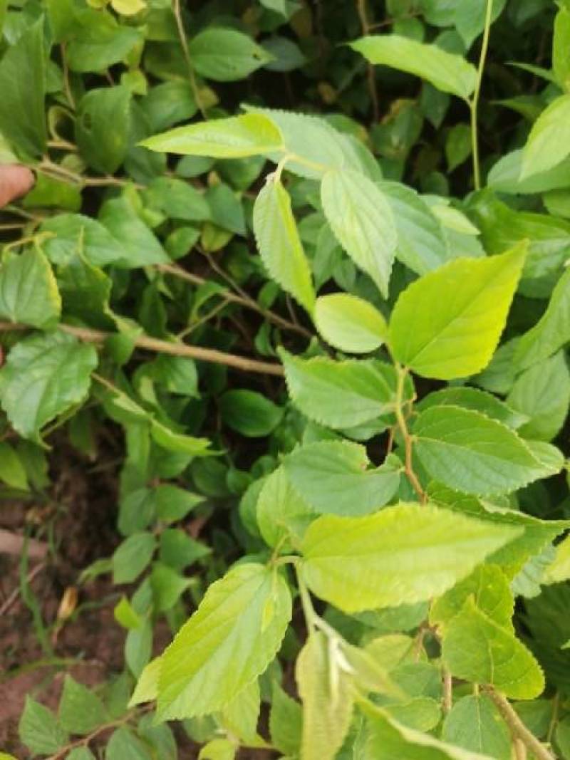 大量朴树苗
