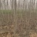 核桃树规格齐全占地果树基地发货价格优惠