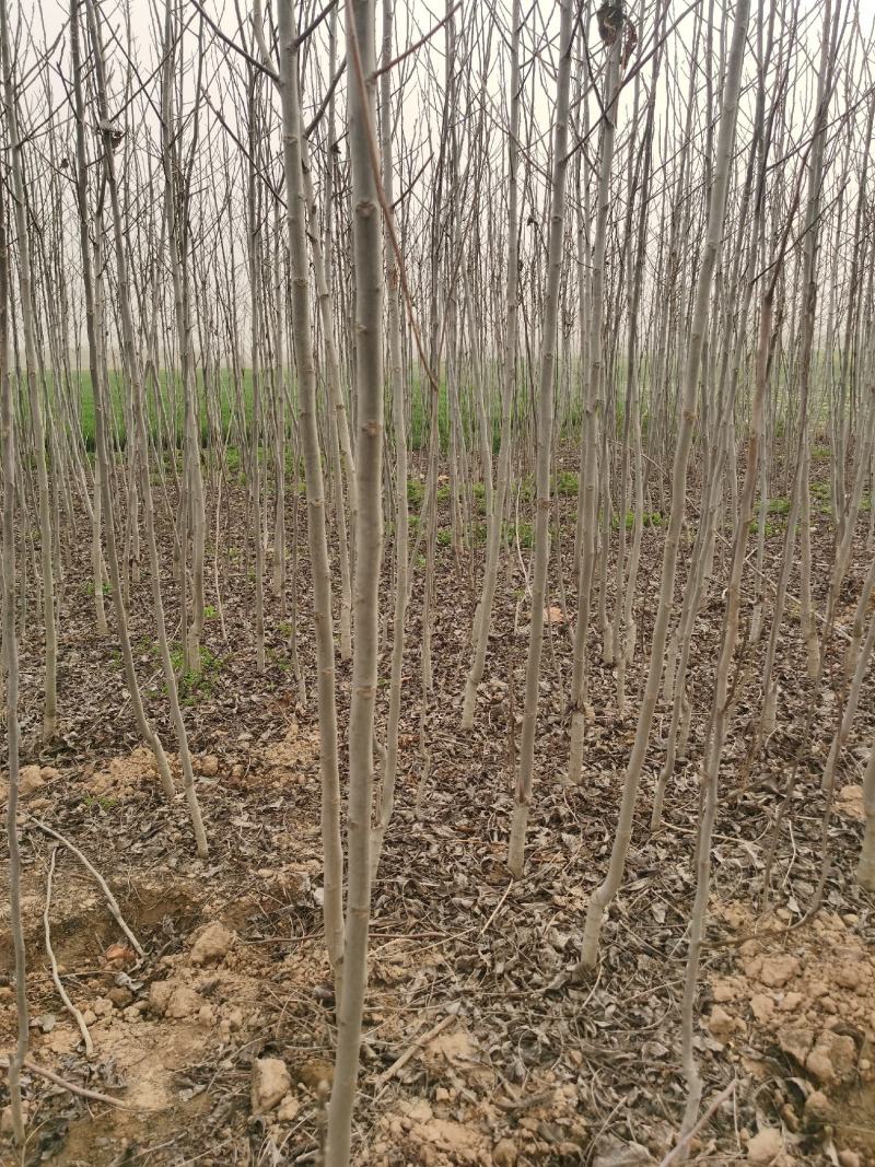 核桃树规格齐全占地果树基地发货价格优惠