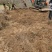 核桃树规格齐全占地果树基地发货价格优惠