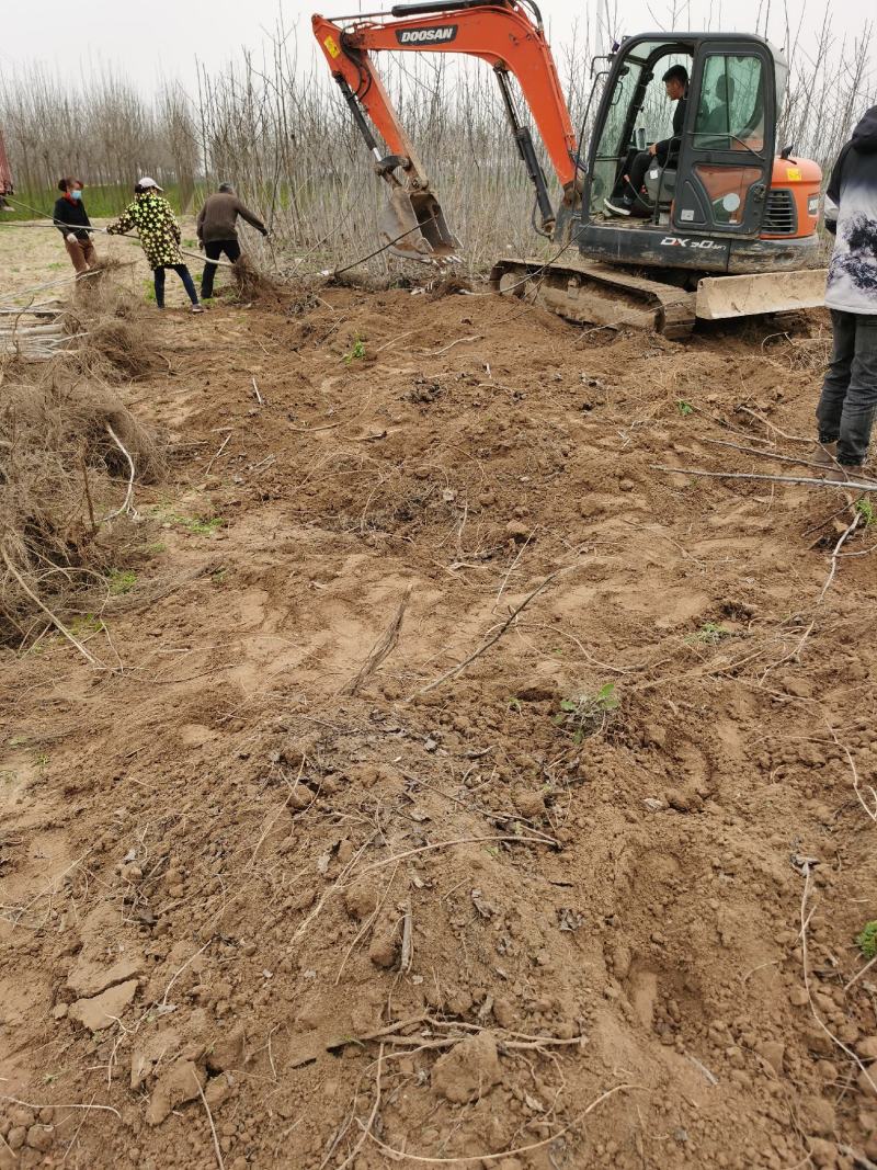 核桃树规格齐全占地果树基地发货价格优惠