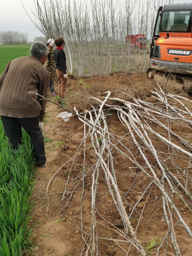 核桃树规格齐全占地果树基地发货价格优惠