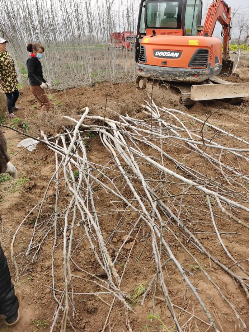 核桃树规格齐全占地果树基地发货价格优惠