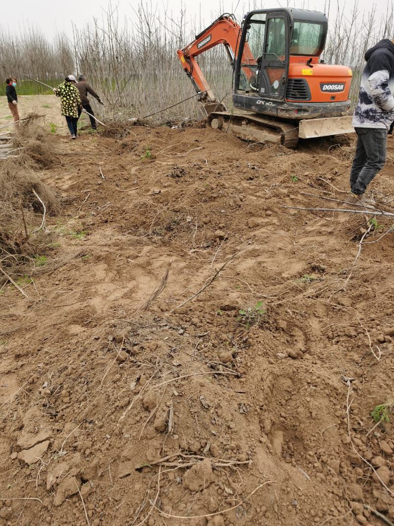 核桃树规格齐全占地果树基地发货价格优惠