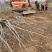 核桃树规格齐全占地果树基地发货价格优惠