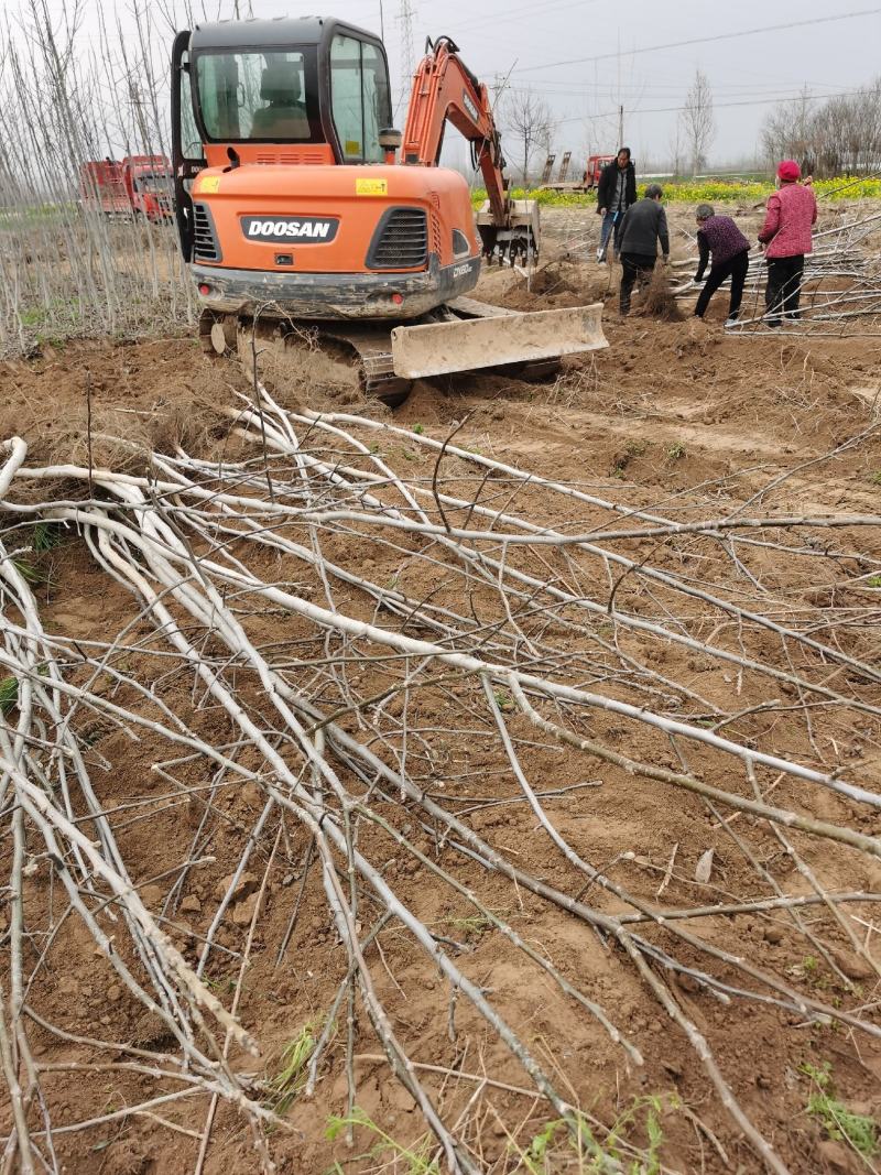 核桃树规格齐全占地果树基地发货价格优惠