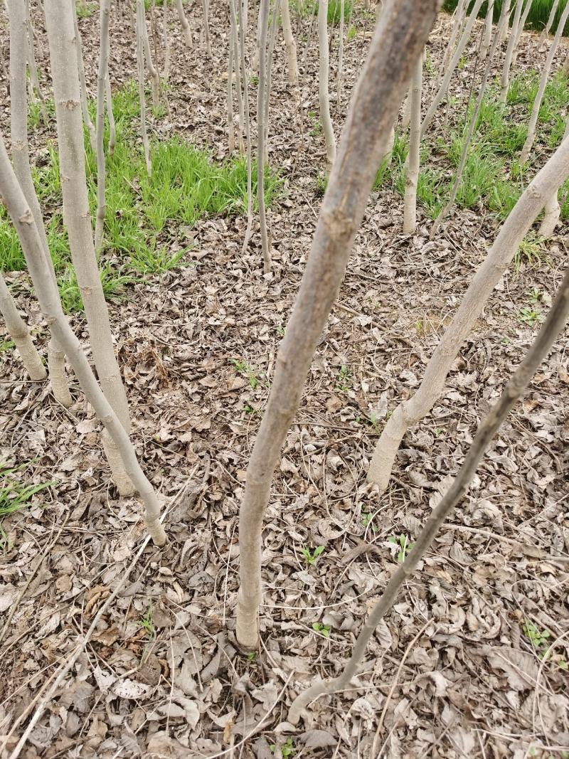 核桃树规格齐全占地果树基地发货价格优惠