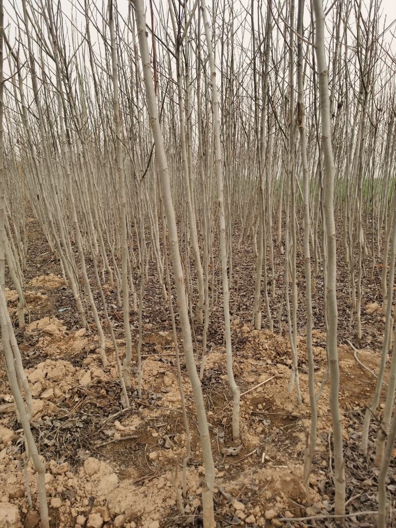 核桃树规格齐全占地果树基地发货价格优惠