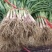 精品红根蒜苗，一手货源，大量上市，产地直发，品质保证，
