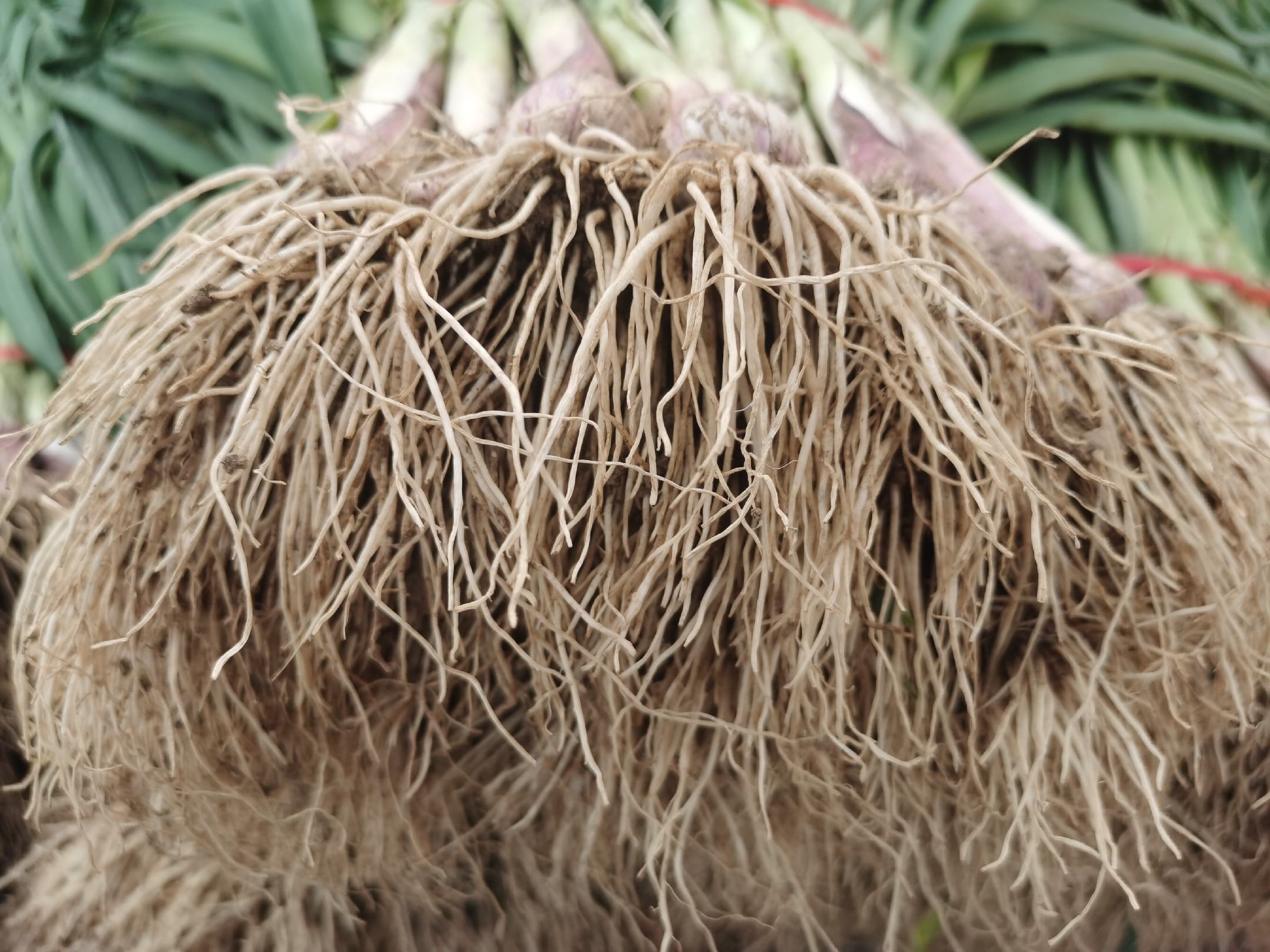 高清特写展示蒜苗根须的细密结构与自然色泽 蒜苗根须特写