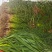 精品红根蒜苗，一手货源，大量上市，产地直发，品质保证，