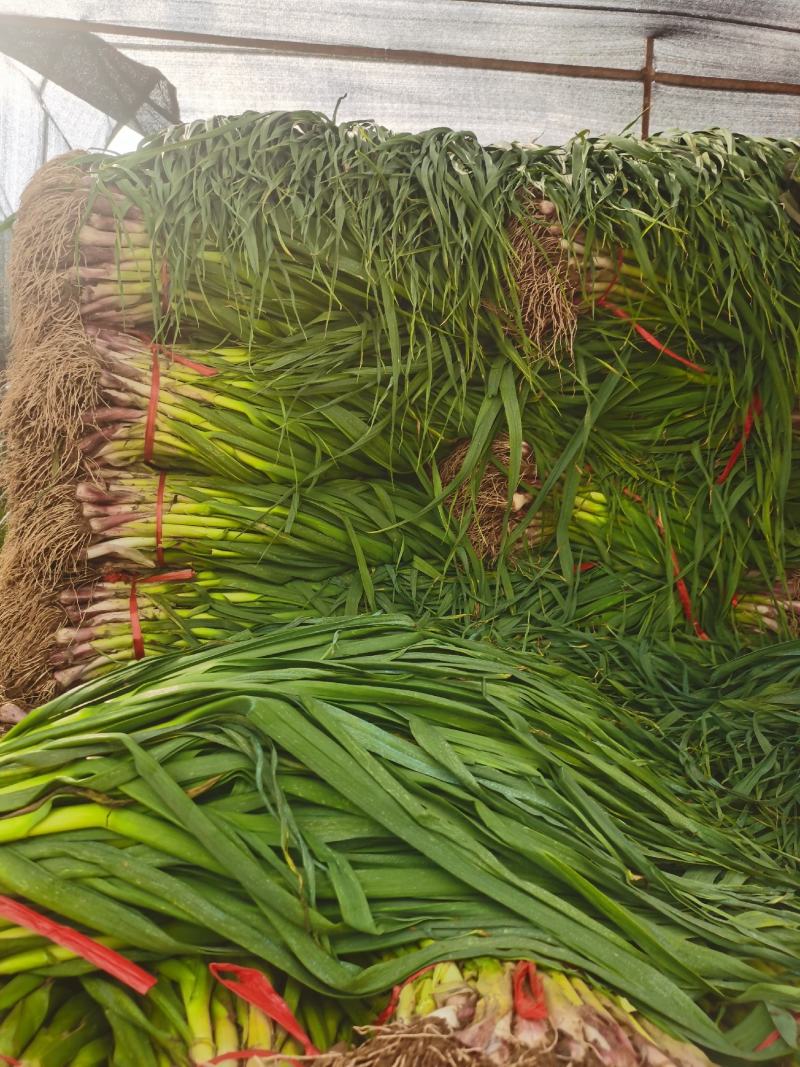 精品红根蒜苗，一手货源，大量上市，产地直发，品质保证，