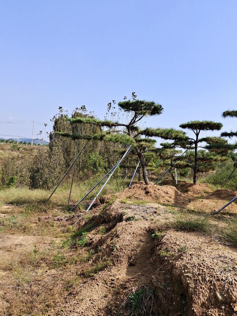 造型松