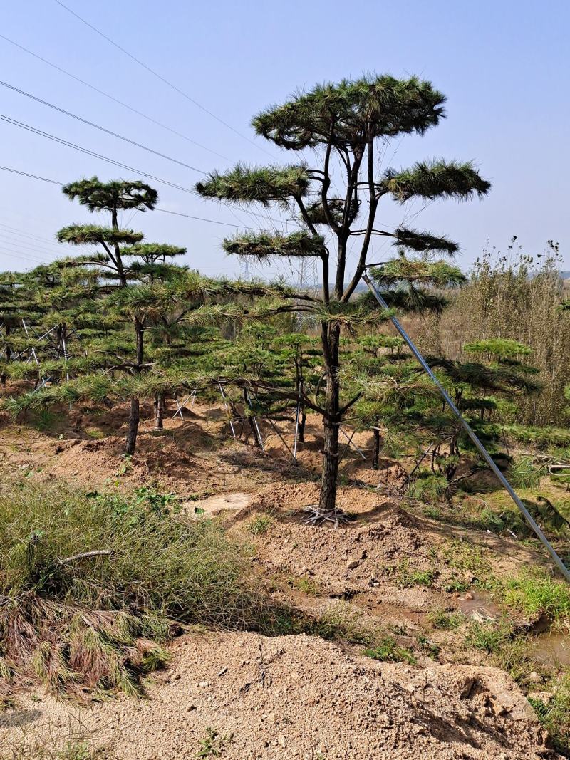 造型松